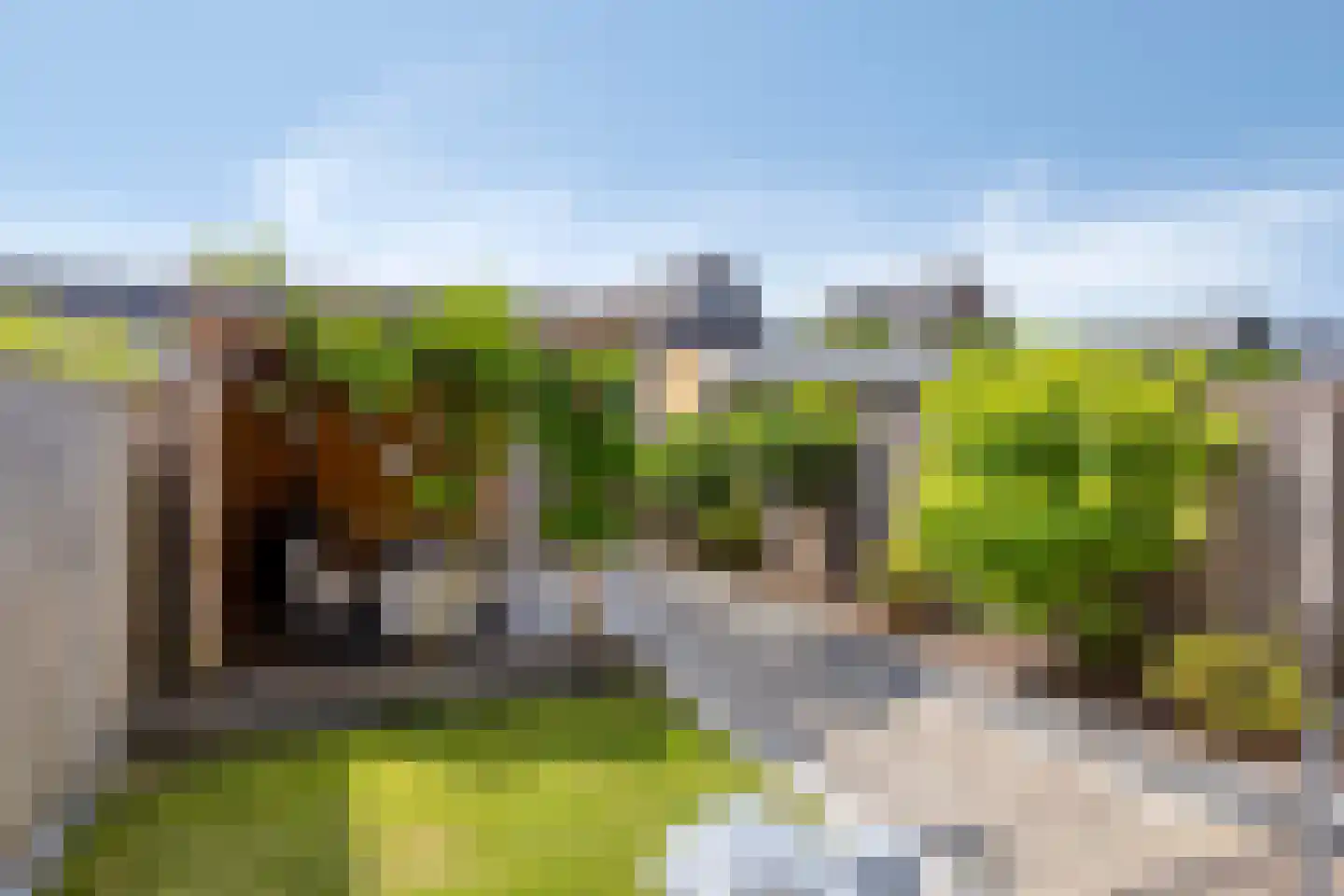 Sleutelbloem 36 Berghem thumbnail 24