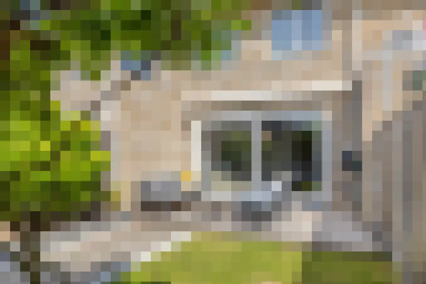 Sleutelbloem 36 Berghem thumbnail 26
