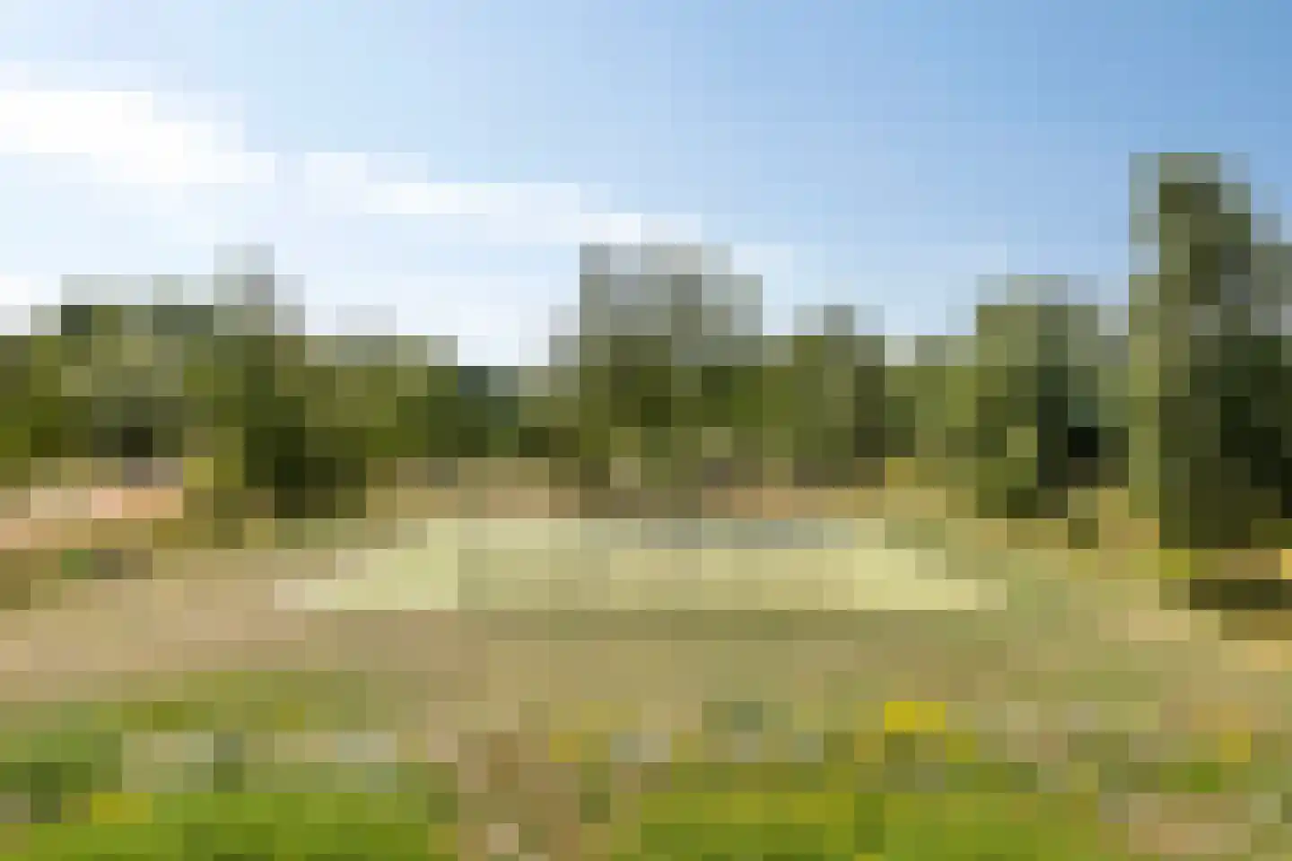 Sleutelbloem 36 Berghem thumbnail 34