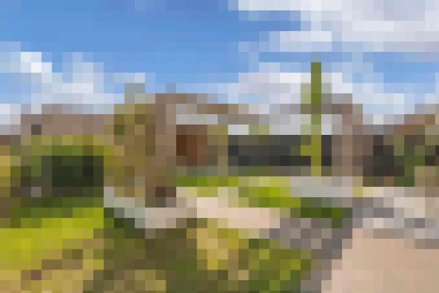 Sleutelbloem 39 Leek thumbnail 53