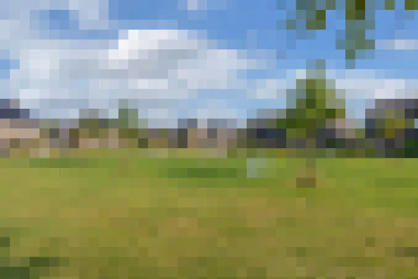 Sleutelbloem 39 Leek thumbnail 56