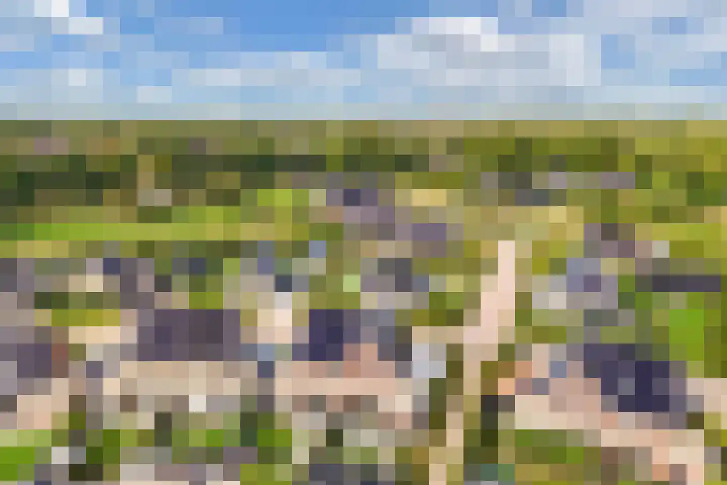 Sleutelbloem 39 Leek thumbnail 62