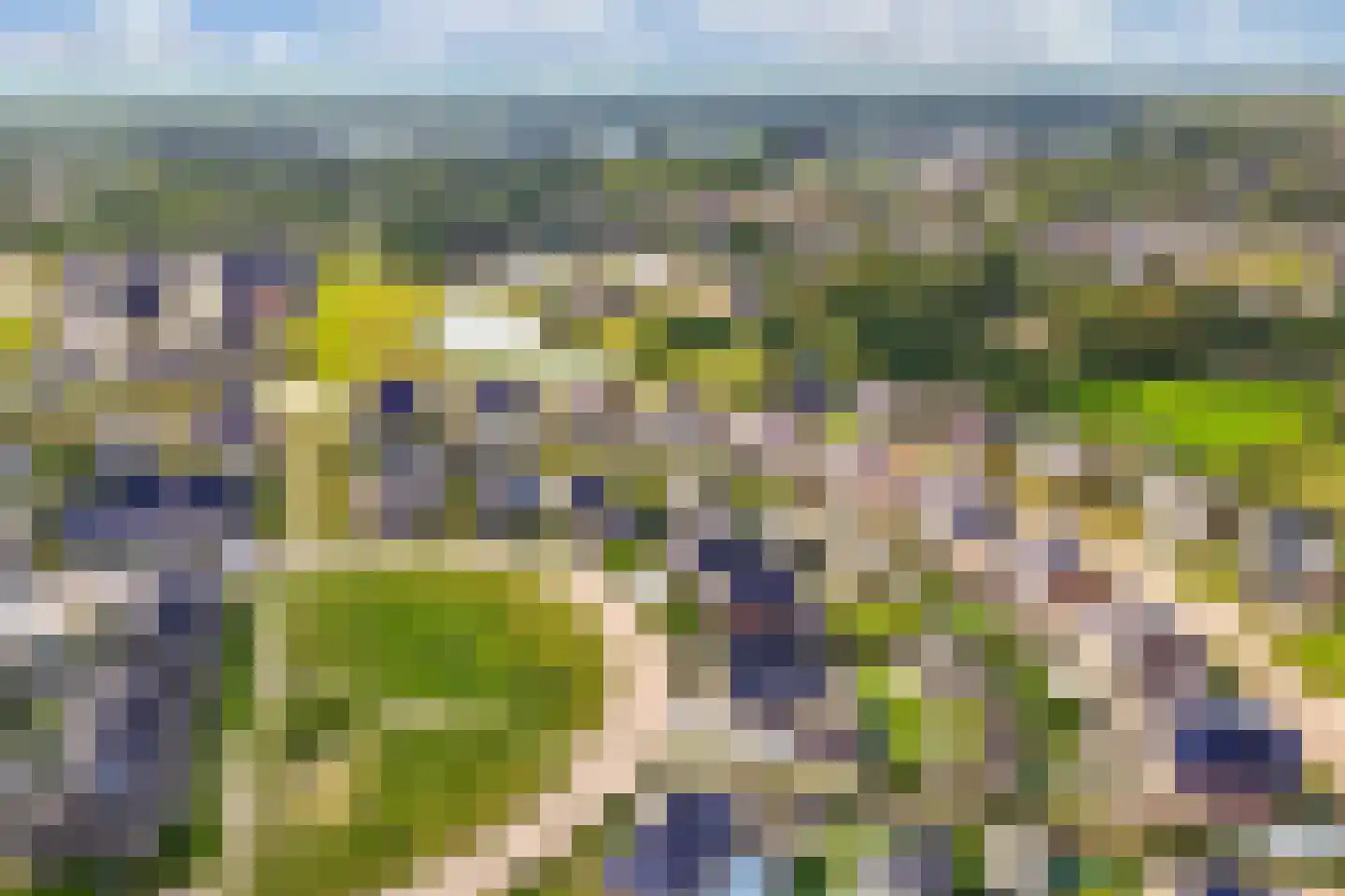 Sleutelbloem 39 Leek thumbnail 63
