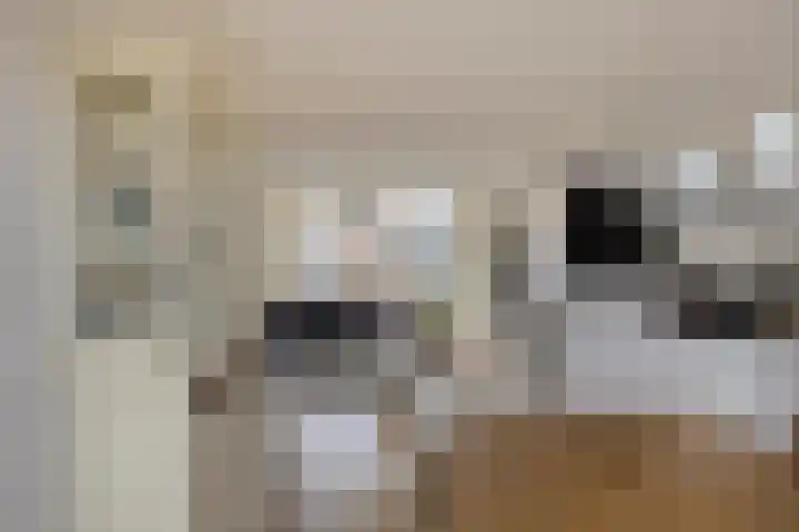 Sleutelbloem 4 Haaren thumbnail 12
