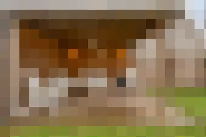 Sleutelbloem 4 Haaren thumbnail 31