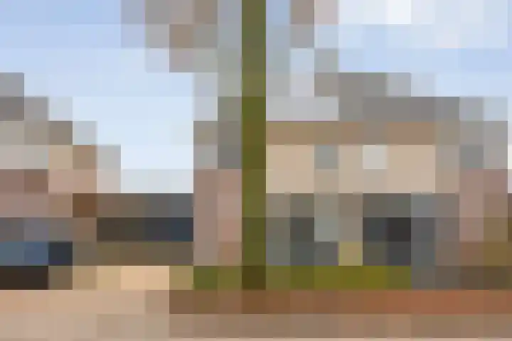 Sleutelbloem 4 Haaren thumbnail 4