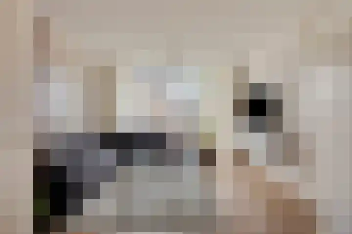 Sleutelbloem 4 Haaren thumbnail 7