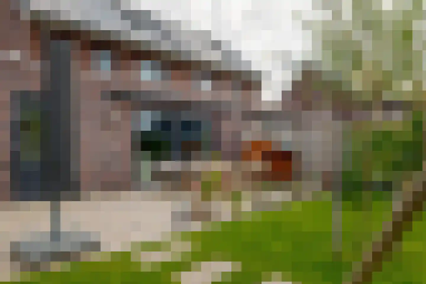 Sleutelbloem 47 Leek thumbnail 37