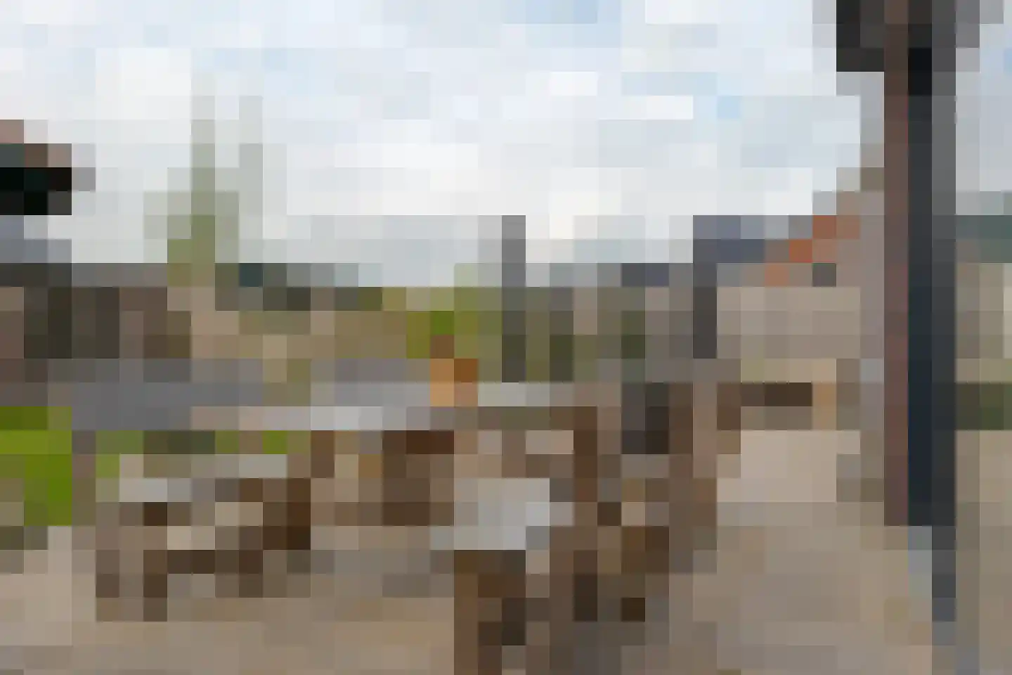 Sleutelbloem 47 Leek thumbnail 39