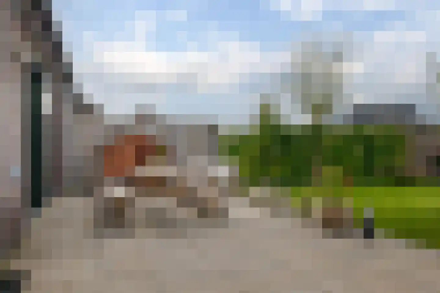 Sleutelbloem 47 Leek thumbnail 40