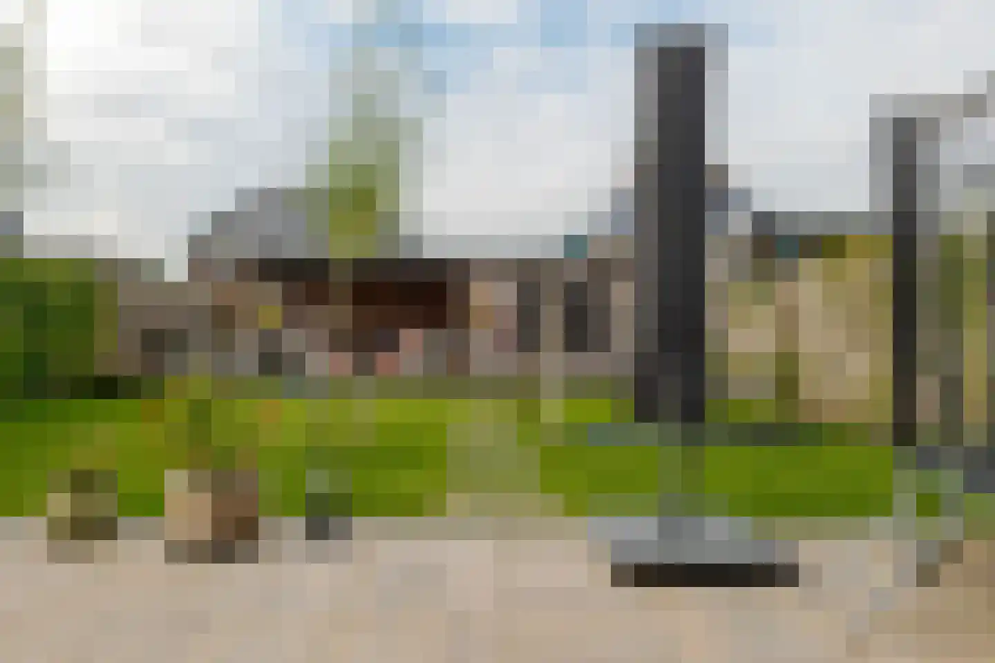 Sleutelbloem 47 Leek thumbnail 41