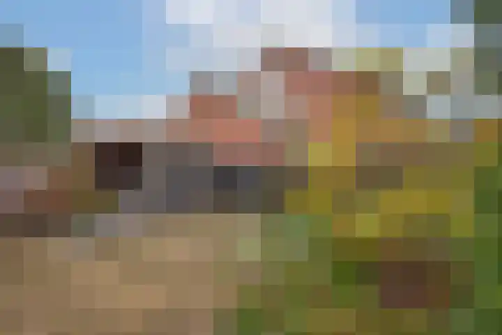 Sleutelbloem 56 Delden thumbnail 27
