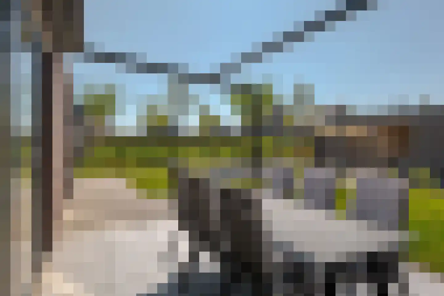 Sleutelbloem 73 Leek thumbnail 61