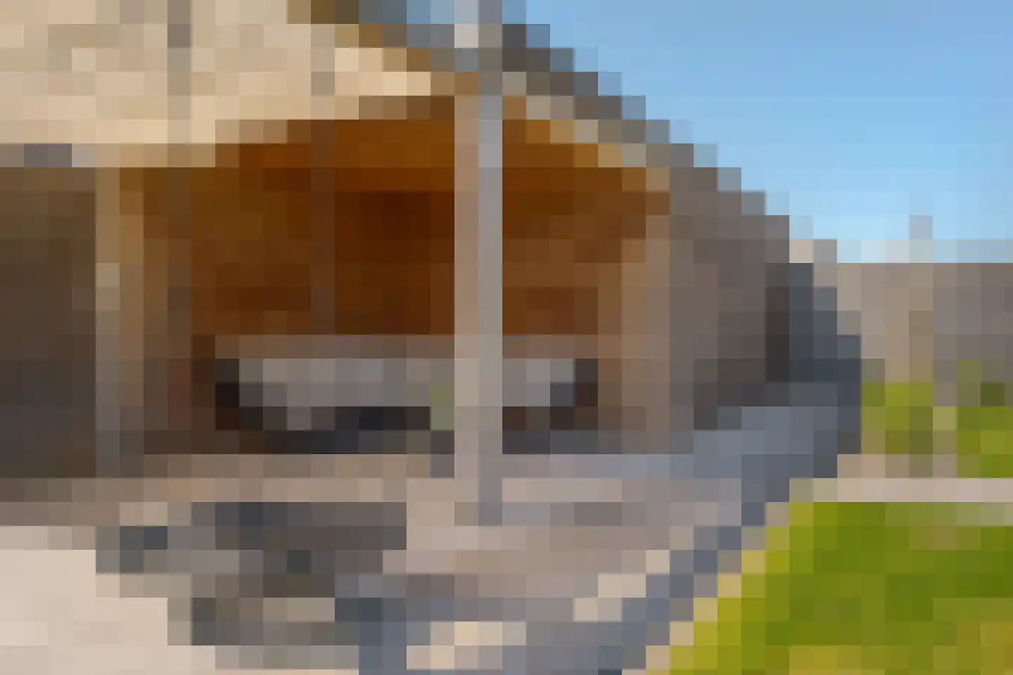 Sleutelbloem 73 Leek thumbnail 69