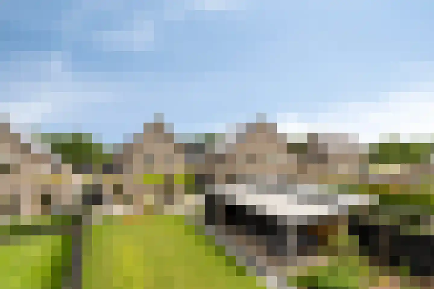 Sleutelbloem 77 Leek thumbnail 41