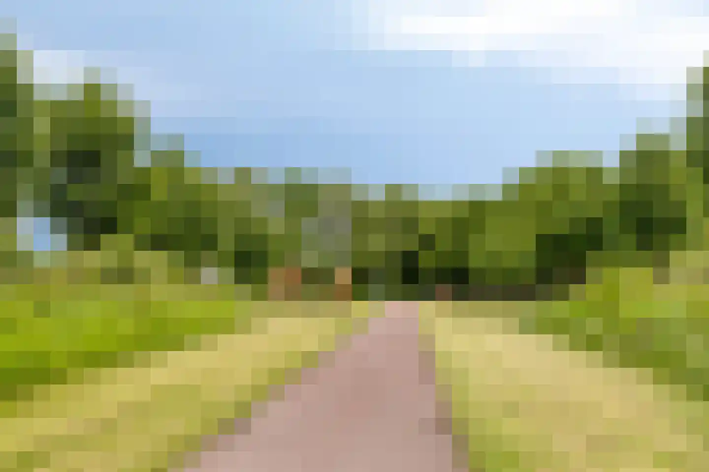 Sleutelbloem 77 Leek thumbnail 42