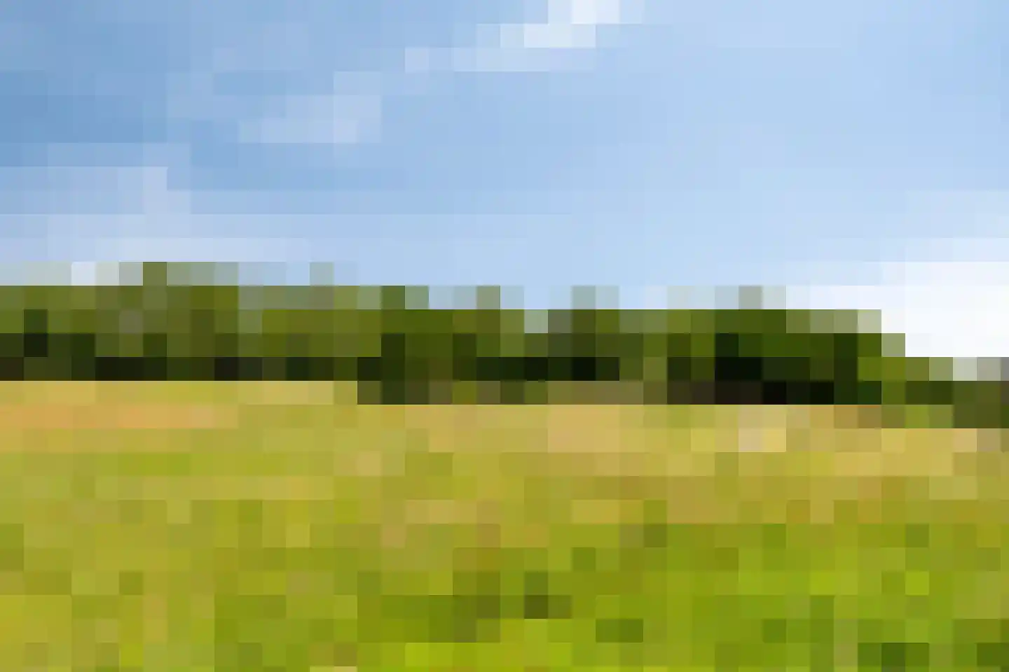 Sleutelbloem 77 Leek thumbnail 43
