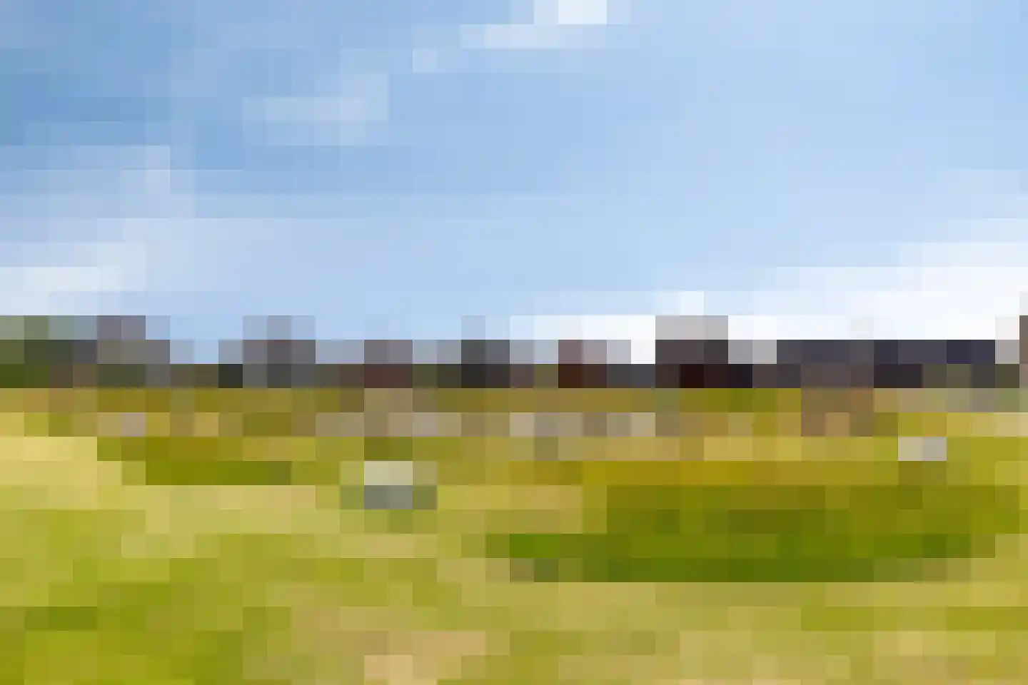 Sleutelbloem 77 Leek thumbnail 44