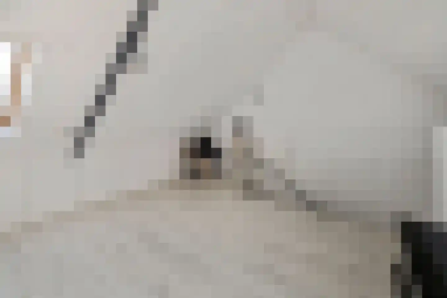 Sleutelbloem 9 Mariënheem thumbnail 22