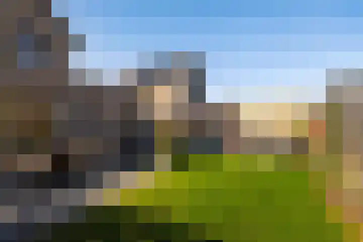 Sleutelbloem 99 Leek thumbnail 37