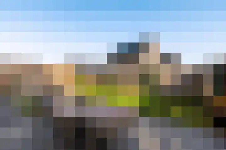 Sleutelbloem 99 Leek thumbnail 40