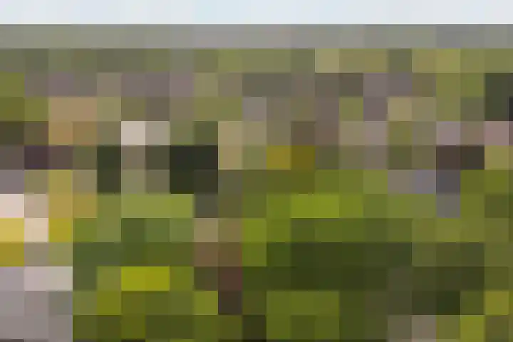 Slijpkruikweg 45 Ede thumbnail 62
