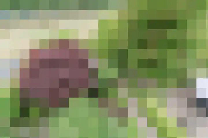 Slikkenburghof 12 Tilburg thumbnail 45