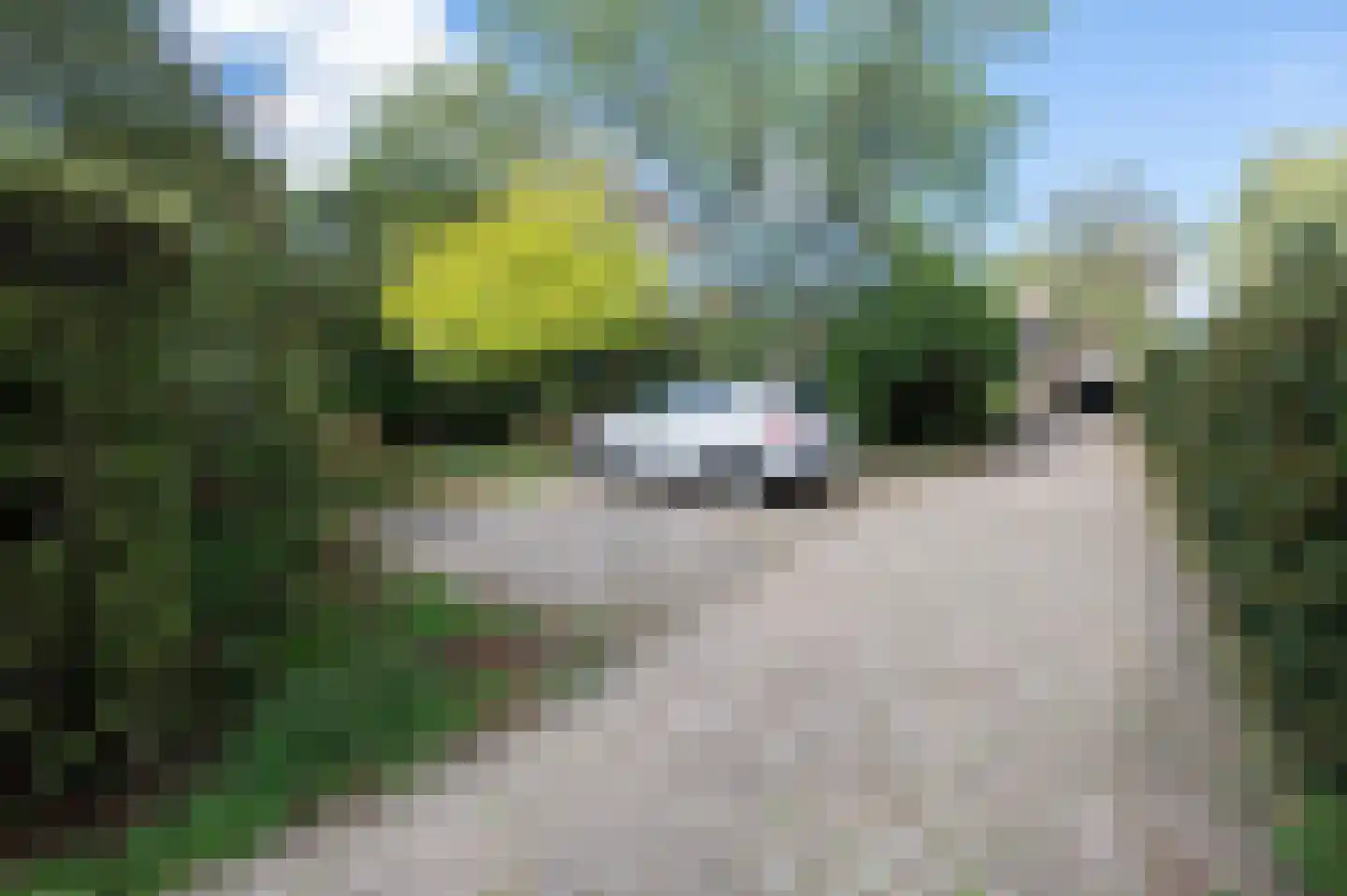 Slikstraat 16 Hoeven thumbnail 5