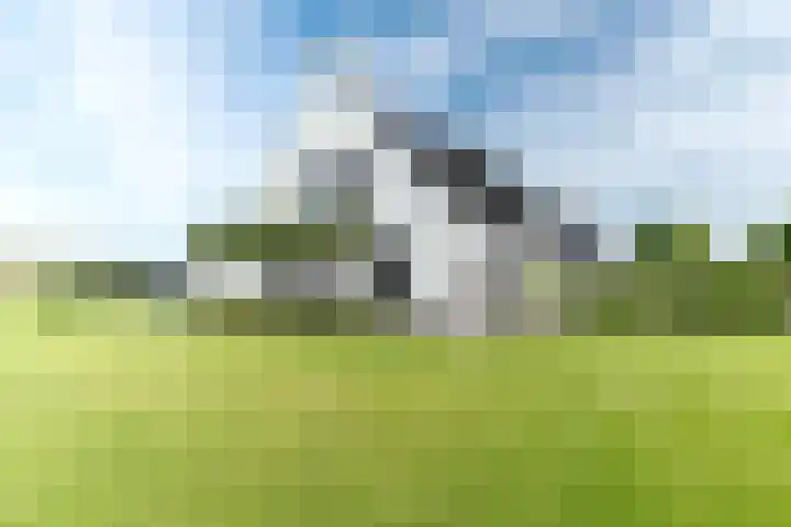 Slikveld 8 Rockanje thumbnail 57