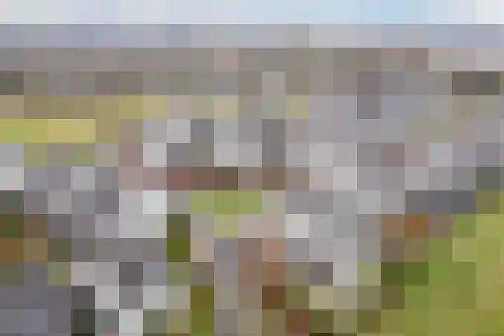 Slingerbos 15 Breda thumbnail 36
