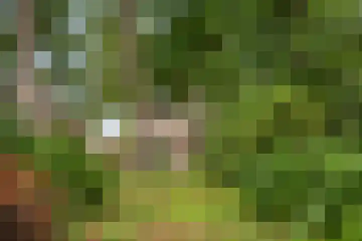 Slingerbos 6 B Diepenveen thumbnail 47