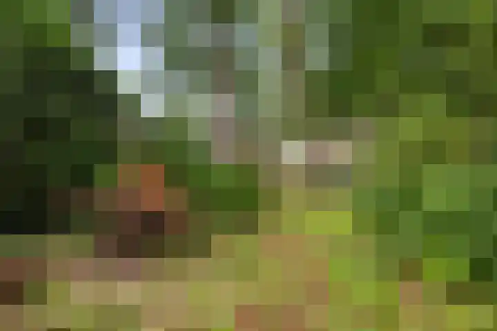 Slingerbos 6 B Diepenveen thumbnail 48