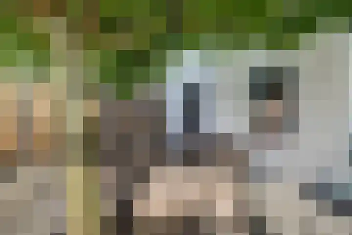 Slobbegorsedijk 17 Heijningen thumbnail 29