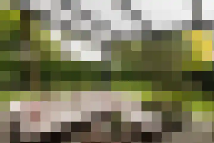Sloe 1 Deurne thumbnail 31