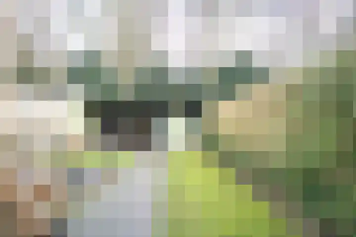 Sloe 14 Deurne thumbnail 22