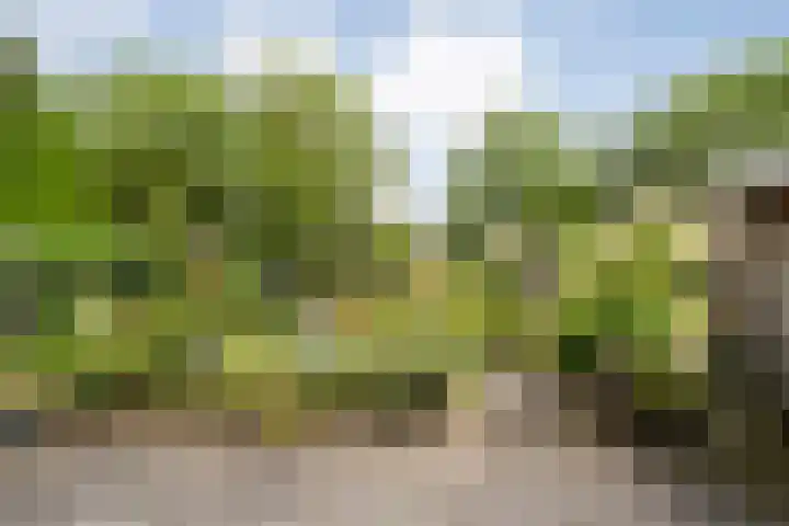 Sloetmarke 15 Zwolle thumbnail 36