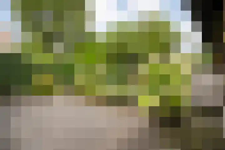 Sloetmarke 15 Zwolle thumbnail 37
