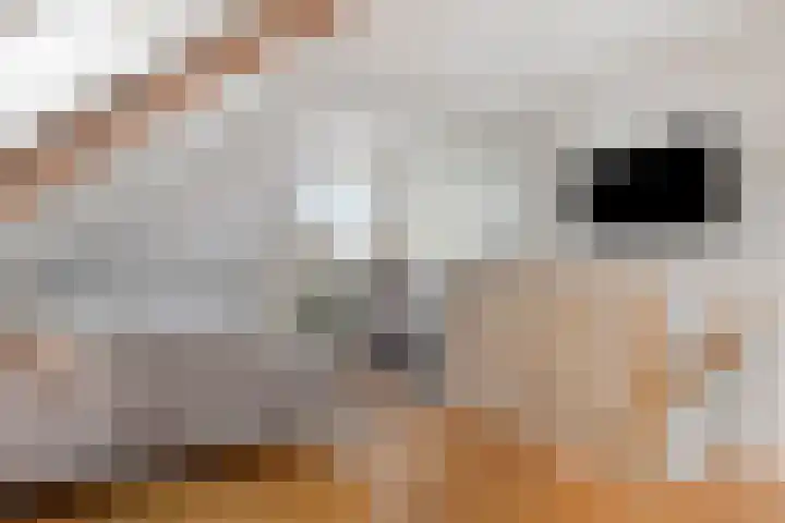 Sloetsweg 277 Hengelo thumbnail 36