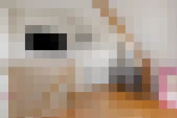 Sloetsweg 277 Hengelo thumbnail 38