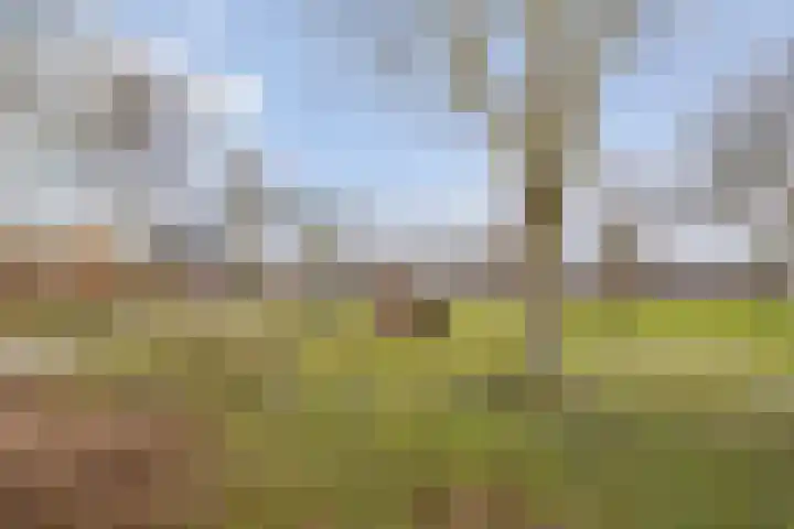 Slootakker 34 Beilen thumbnail 39