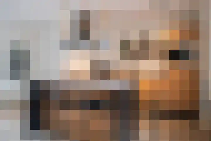 Slooyerbroek 14 Horst thumbnail 16