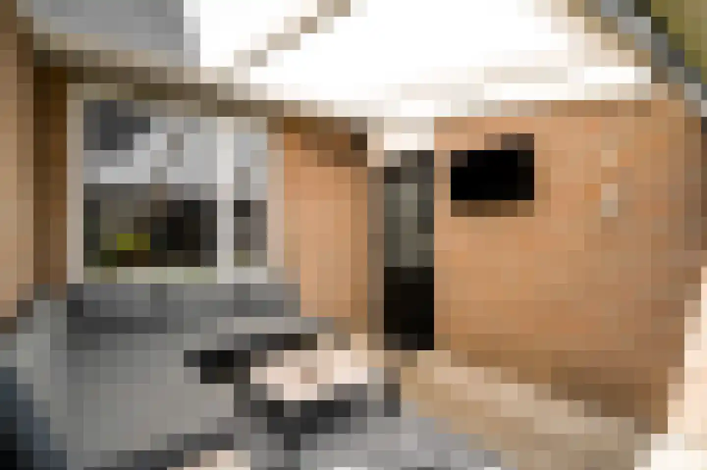 Slooyerbroek 7 Horst thumbnail 29