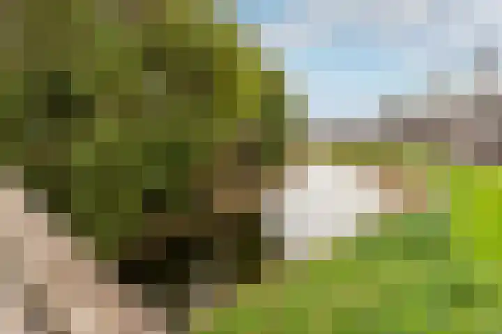 Slotlaan 80 Oostvoorne thumbnail 31