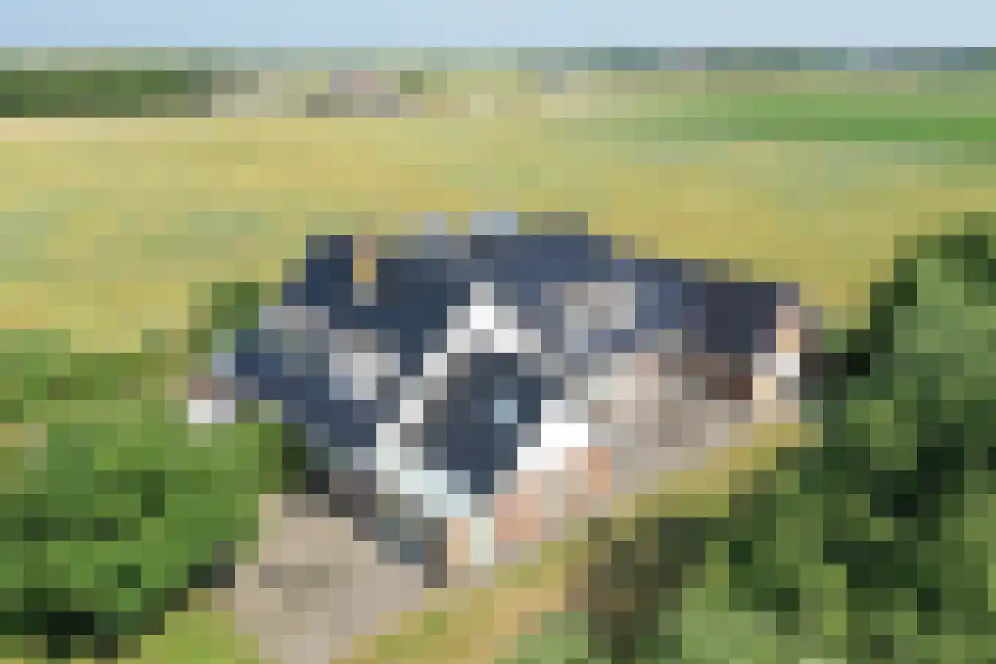 Slufterweg 221 De Cocksdorp thumbnail 45