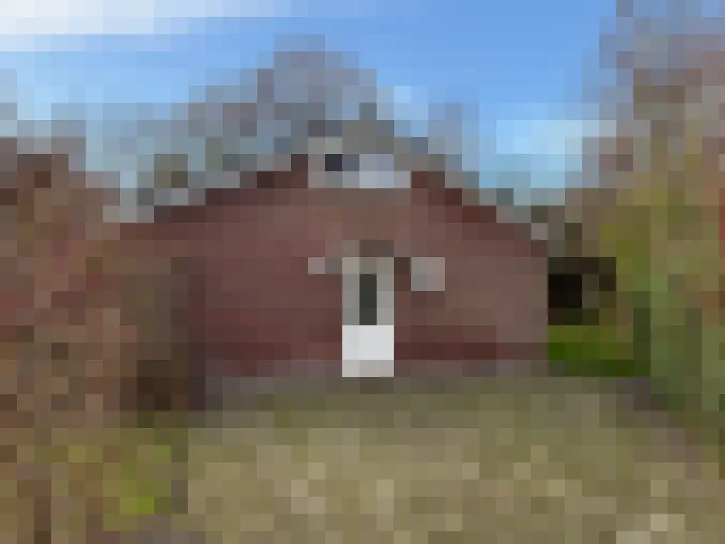 Slufterweg 8 De Cocksdorp thumbnail 7