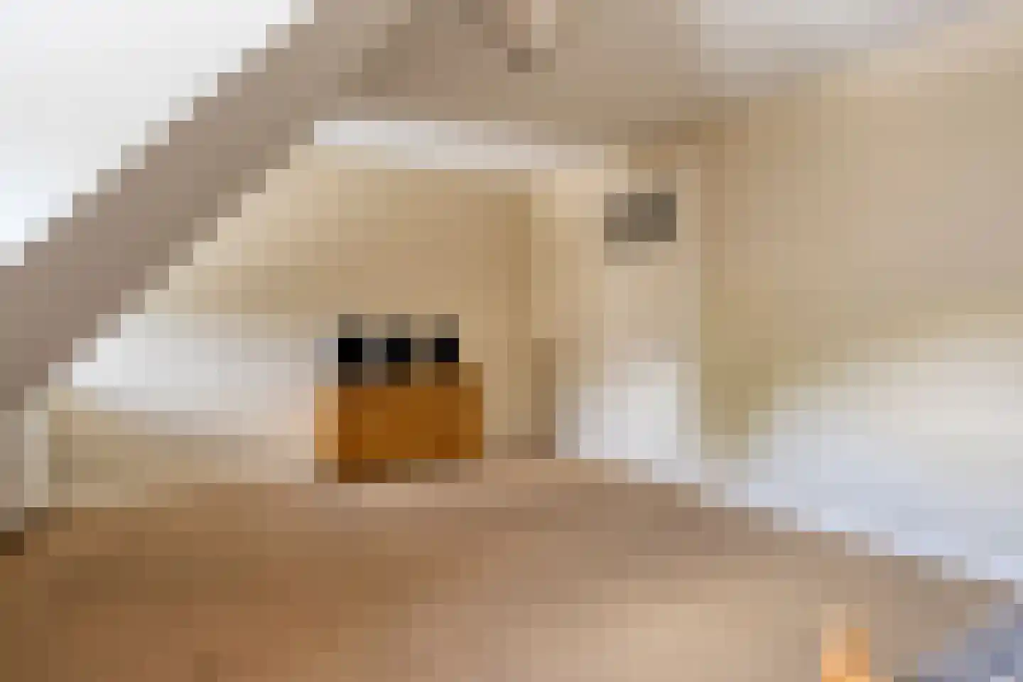 Sluitappel 19 Sint-Oedenrode thumbnail 61