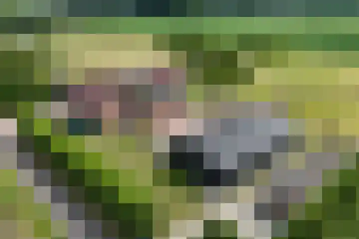 Smallegang 2 Klazienaveen thumbnail 69