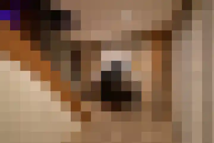 Smallelaan 3 Huizen thumbnail 12
