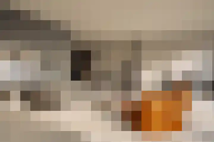 Smalschipstraat 31 Amsterdam thumbnail 19