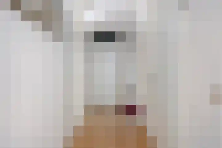 Smalstraat 31 F Oss thumbnail 15